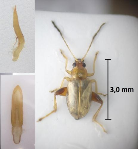 Longitarsus exsoletus